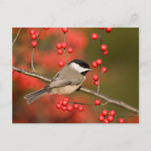 Carolina-Meise auf Busch der gewöhnlichen Winterbe Postkarte