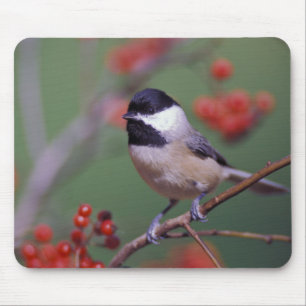 Carolina-Meise Mousepad