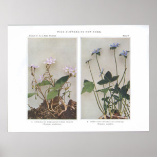 Carolina oder weitläufige Frühlingshauty Poster