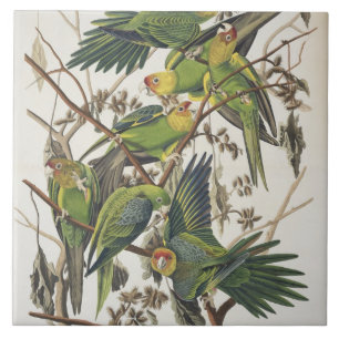 Carolina Parakeet, aus "Birds of America", 1829 Fliese