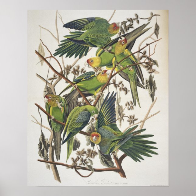 Carolina Parakeet, aus "Birds of America", 1829 Poster (Vorne)
