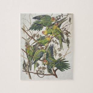 Carolina Parakeet, aus "Birds of America", 1829 Puzzle