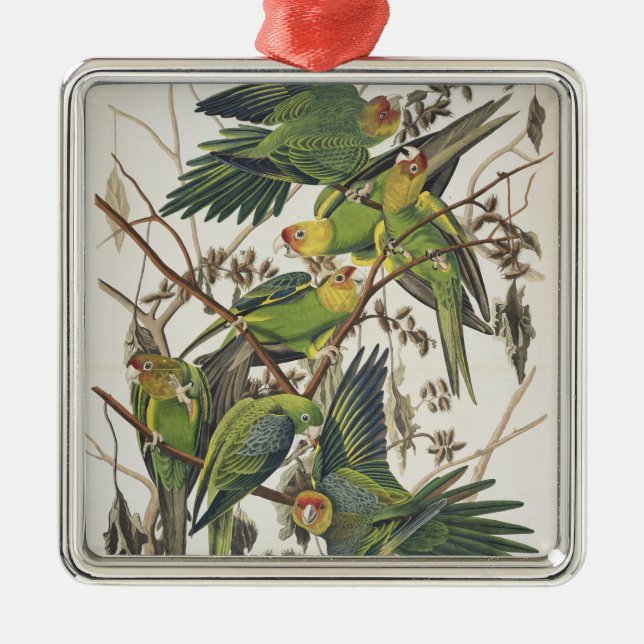Carolina Parakeet, aus "Birds of America", 1829 Silbernes Ornament (Vorne)