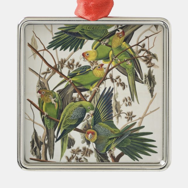 Carolina Parakeet, aus "Birds of America", 1829 Silbernes Ornament (Vorne)