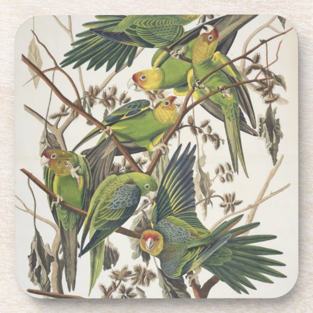 Carolina Parakeet, aus "Birds of America", 1829 Untersetzer (Vorderseite)