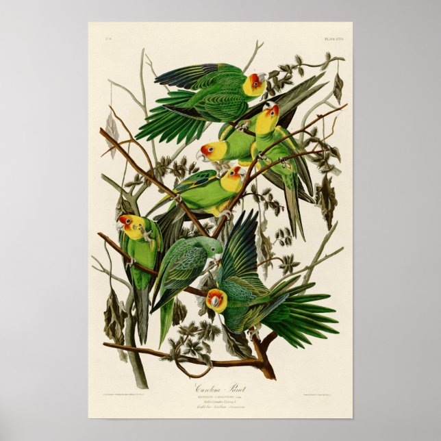 Carolina Parrot John Audubon Birds of America Poster (Vorne)