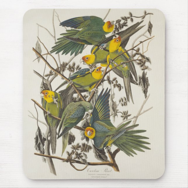 Carolina Parrot - John James Audubon (1827-1838) Mousepad (Vorne)