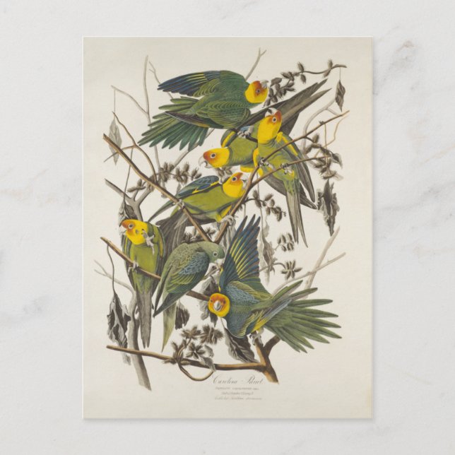 Carolina Parrot, John James Audubon - ,(1827-1838) Postkarte (Vorderseite)