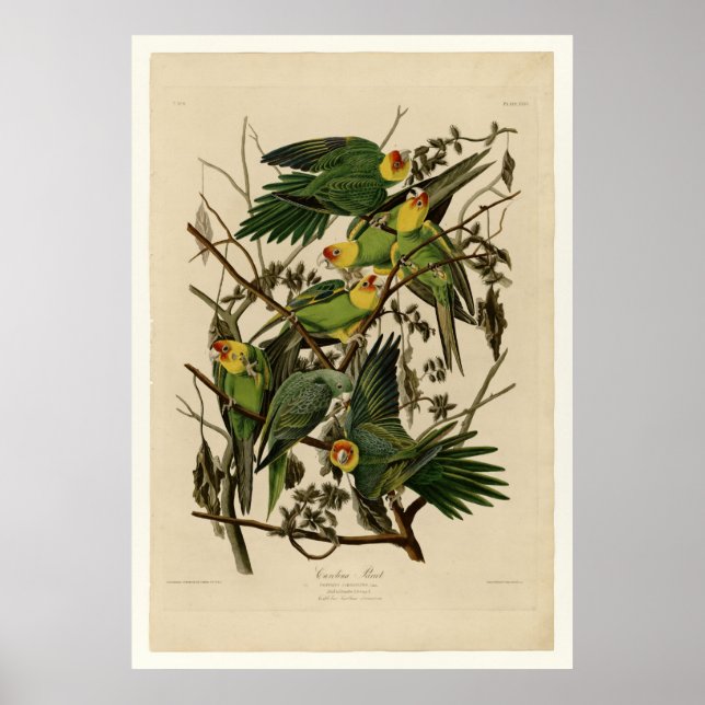 Carolina Parrot Poster (Vorne)