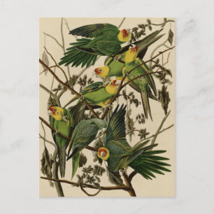 Carolina Parrot Postkarte