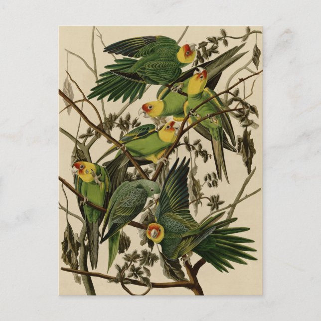 Carolina Parrot Postkarte (Vorderseite)