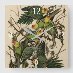 Carolina Parrot von Audubons Vögeln von Amerika Quadratische Wanduhr