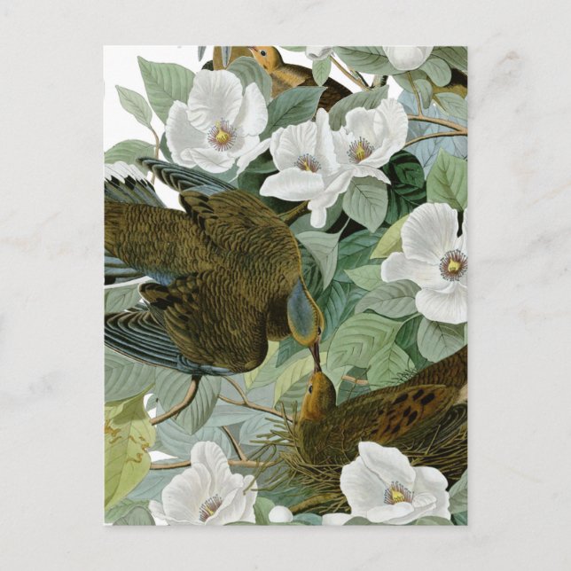 Carolina Pigeon Audubon Morning Dove Bird Postkarte (Vorderseite)