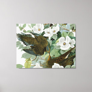 Carolina Pigeon Audubon Morning Dove Leinwanddruck