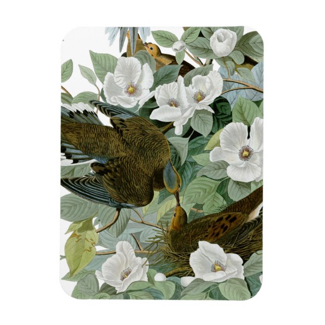Carolina Pigeon Audubon Morning Dove Magnet (Vertikal)