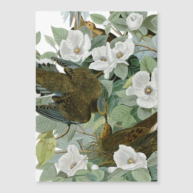 Carolina Pigeon Audubon Morning Dove Magnetkarte (Vorderseite)