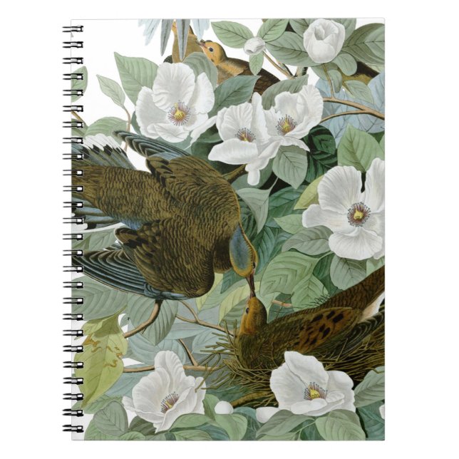 Carolina Pigeon Audubon Morning Dove Notizblock (Vorderseite)