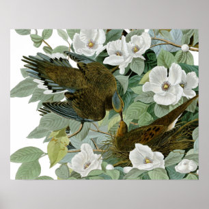 Carolina Pigeon Audubon Morning Dove Poster