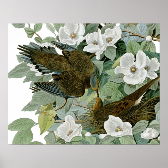 Carolina Pigeon Audubon Morning Dove Poster (Vorne)