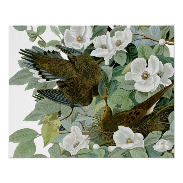 Carolina Pigeon Audubon Morning Dove Poster (Vorderseite)