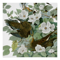 Carolina Pigeon Audubon Morning Dove