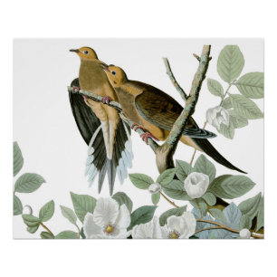 Carolina Pigeon Audubon Morning Dove Poster