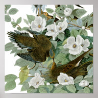 Carolina Pigeon Audubon Morning Dove