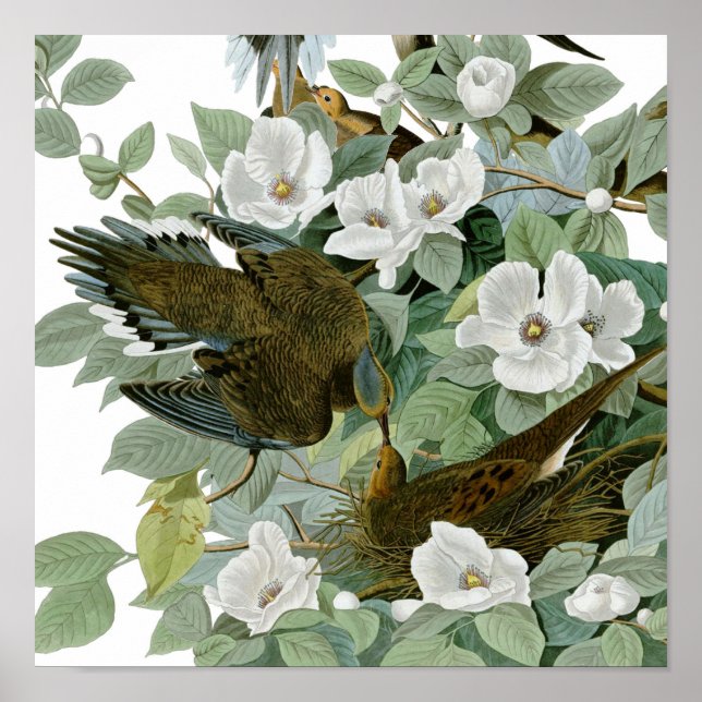 Carolina Pigeon Audubon Morning Dove Poster (Vorne)