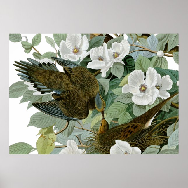 Carolina Pigeon Audubon Morning Dove Poster (Vorne)