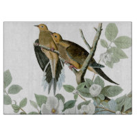 Carolina Pigeon Audubon Morning Dove