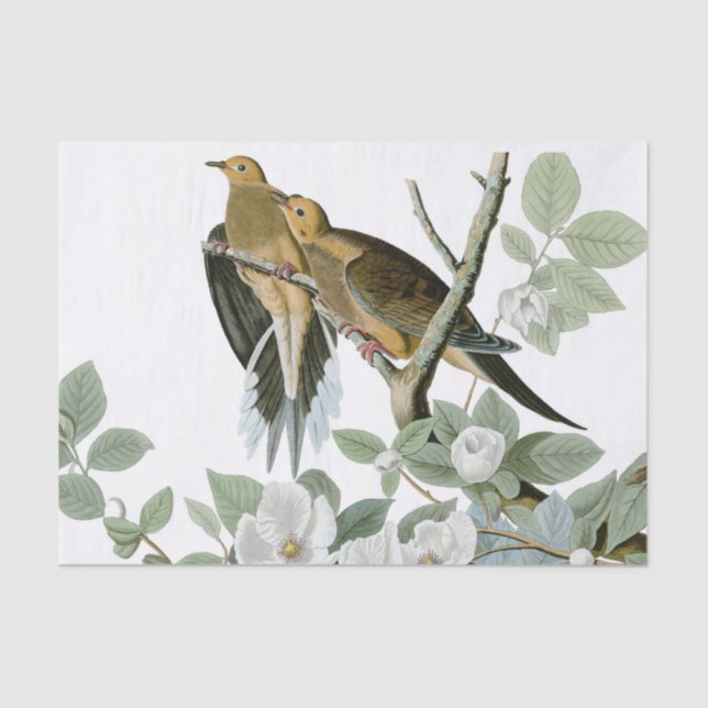 Carolina Pigeon Audubon Morning Dove Seidenpapier (Vorderseite)