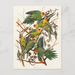 Carolina-Sittich John Audubon Postkarte