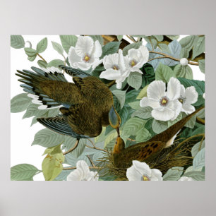 Carolina-Taube Audubon Trauertaube Vogel Poster