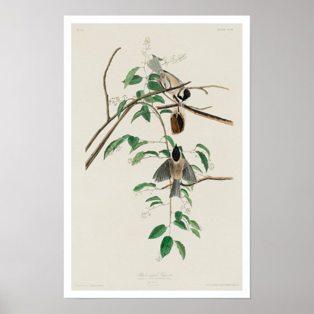 Carolina Titmouse von Audubon Poster (Vorne)