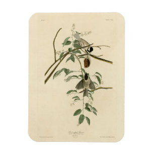 Carolina Titmouse von Audubons Vögeln von Amerika Magnet