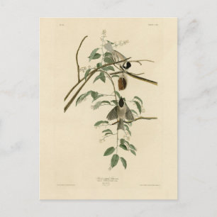 Carolina Titmouse von Audubons Vögeln von Amerika Postkarte