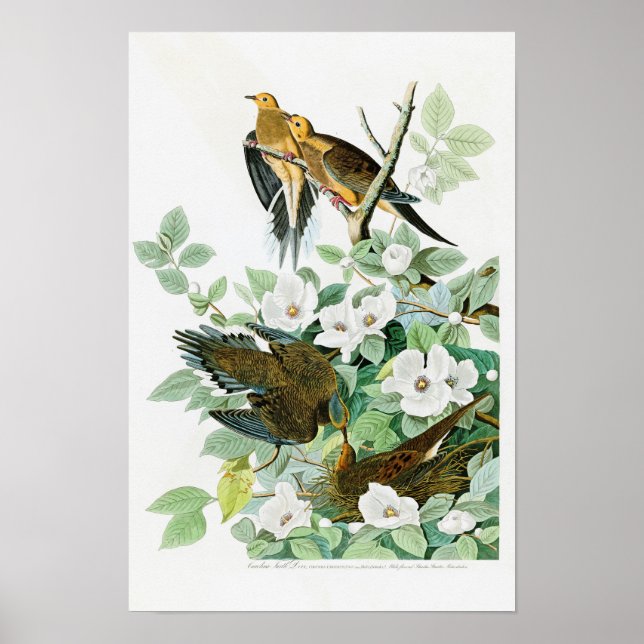 Carolina Turtle Dove John Audubon Birds of America Poster (Vorne)