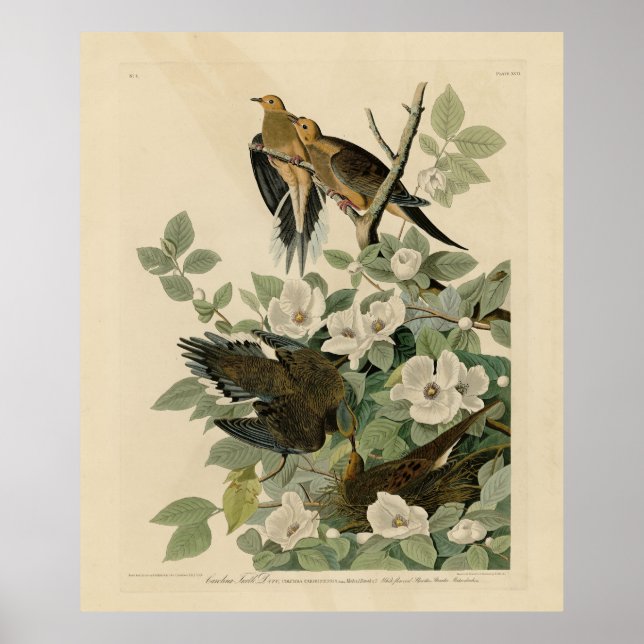 Carolina Turtle Dove Mourning Dove Audubon Vögel Poster (Vorne)