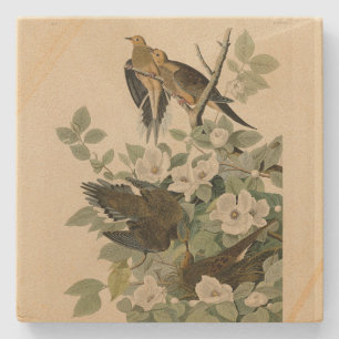 Carolina Turtle Dove Mourning Dove Audubon Vögel Steinuntersetzer