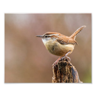 Carolina Wren Bird Fotodruck