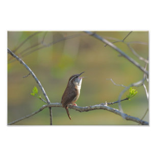 Carolina Wren Fotodruck