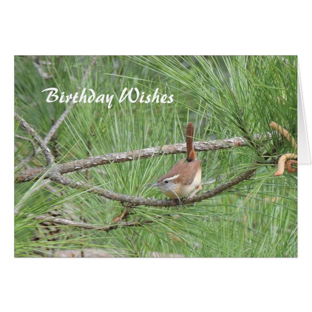 Carolina Wren in Pine Tree (Vorderseite (Horizontal))