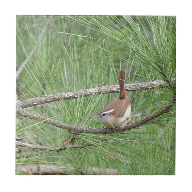 Carolina Wren in Pine Tree Fliese (Vorderseite)