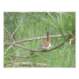 Carolina Wren in Pine Tree Foto Print