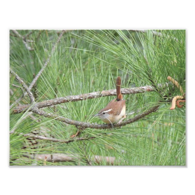 Carolina Wren in Pine Tree Foto Print (Vorne)