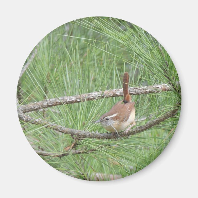 Carolina Wren in Pine Tree Magnet (Vorne)