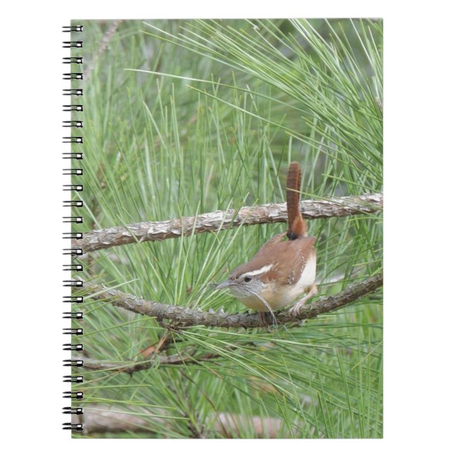 Carolina Wren in Pine Tree Notizblock (Vorderseite)