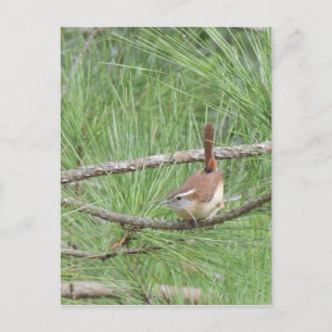 Carolina Wren in Pine Tree Postkarte