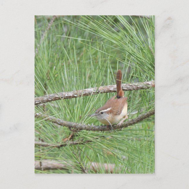 Carolina Wren in Pine Tree Postkarte (Vorderseite)