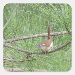 Carolina Wren in Pine Tree Quadratischer Aufkleber